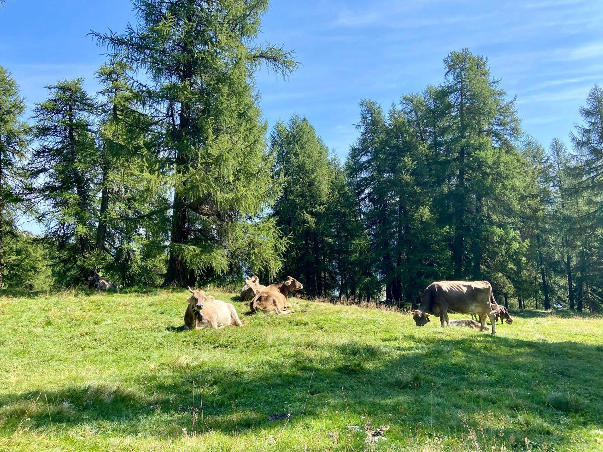 Madulain Alp Es-Cha Dadour Bed & Breakfast エクステリア 写真