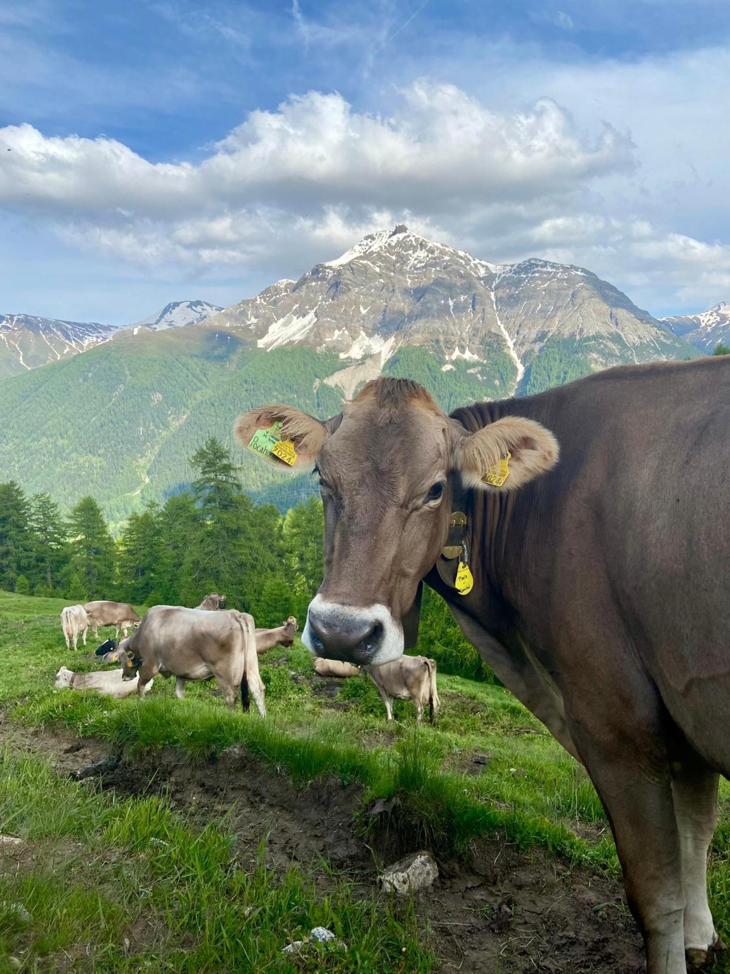 Madulain Alp Es-Cha Dadour Bed & Breakfast エクステリア 写真